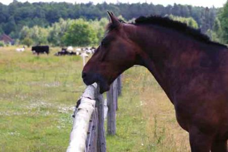 A bored horse chewing on a fence